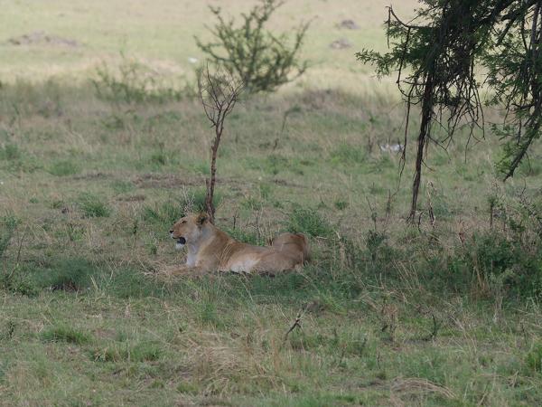 <h3><a href="/trips/tanzania/biota/animalia/chordata/mammalia/carnivora/felidae/panthera leo/panthera leo-nl.html">Panthera&nbsp;leo</a> / Lion / Leeuw</h3>OM-1 Mark II met OLYMPUS M.150-400mm F4.5 TC, 1/2000 sec  bij F5.6, ISO 1250, afstand 125&nbsp;m